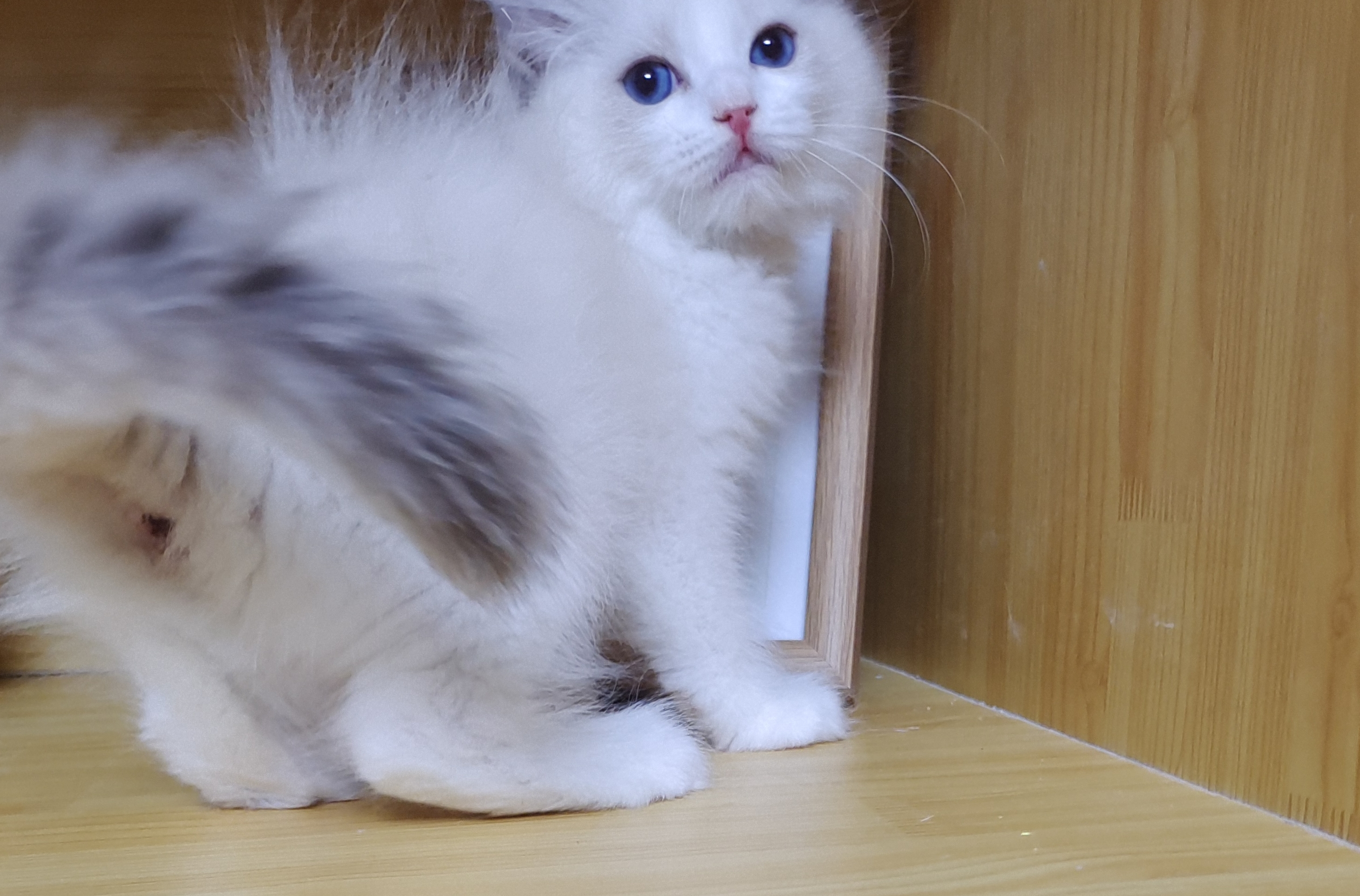 布偶猫弟弟，纯白色毛发，蓝色大眼睛